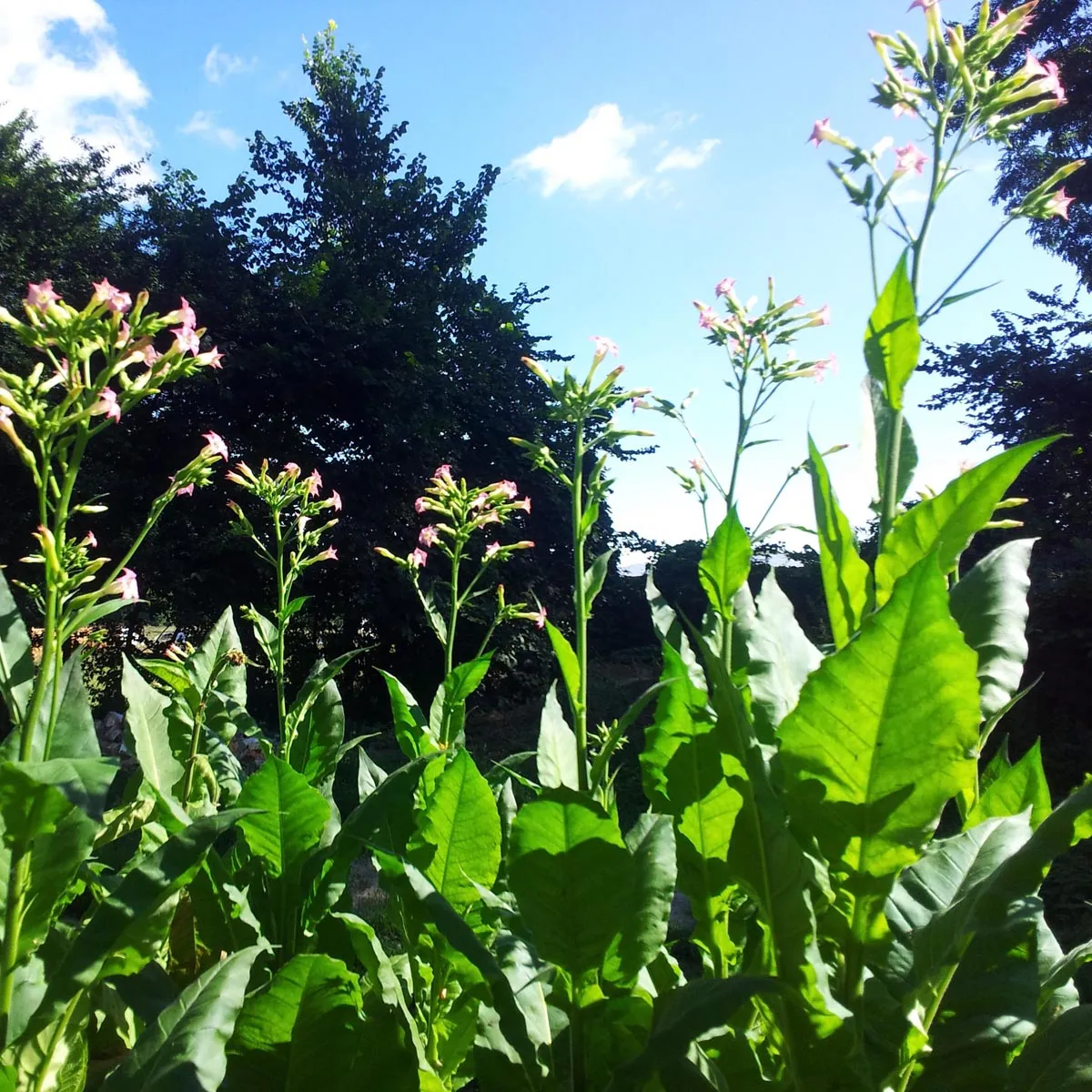 Tabak 'Badischer Geudertheimer' (Nicotiana tabacum) Samen