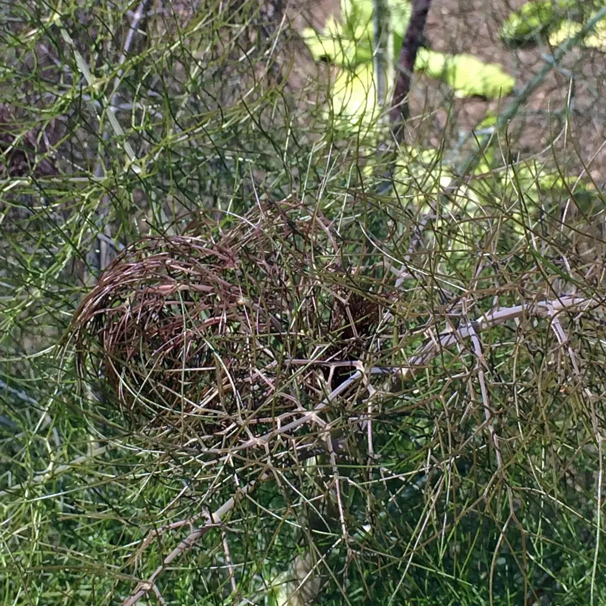 Bronzefenchel 'Purpureum' (Foeniculum vulgare) Samen