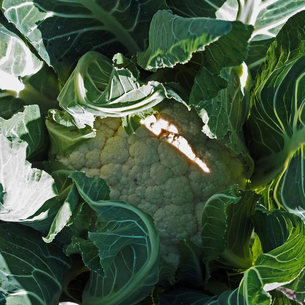 Blumenkohl 'Neckarperle' (Brassica oleracea var. botrytis) Samen