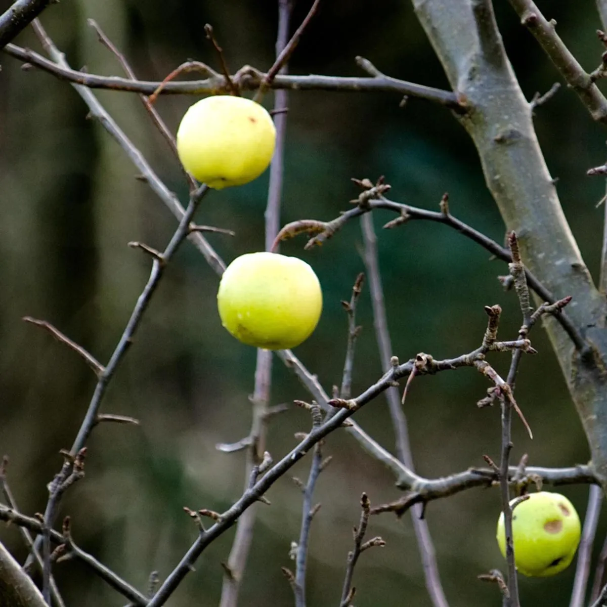 Kulturapfel 'Bittenfelder Sämling' (Malus domestica) Samen