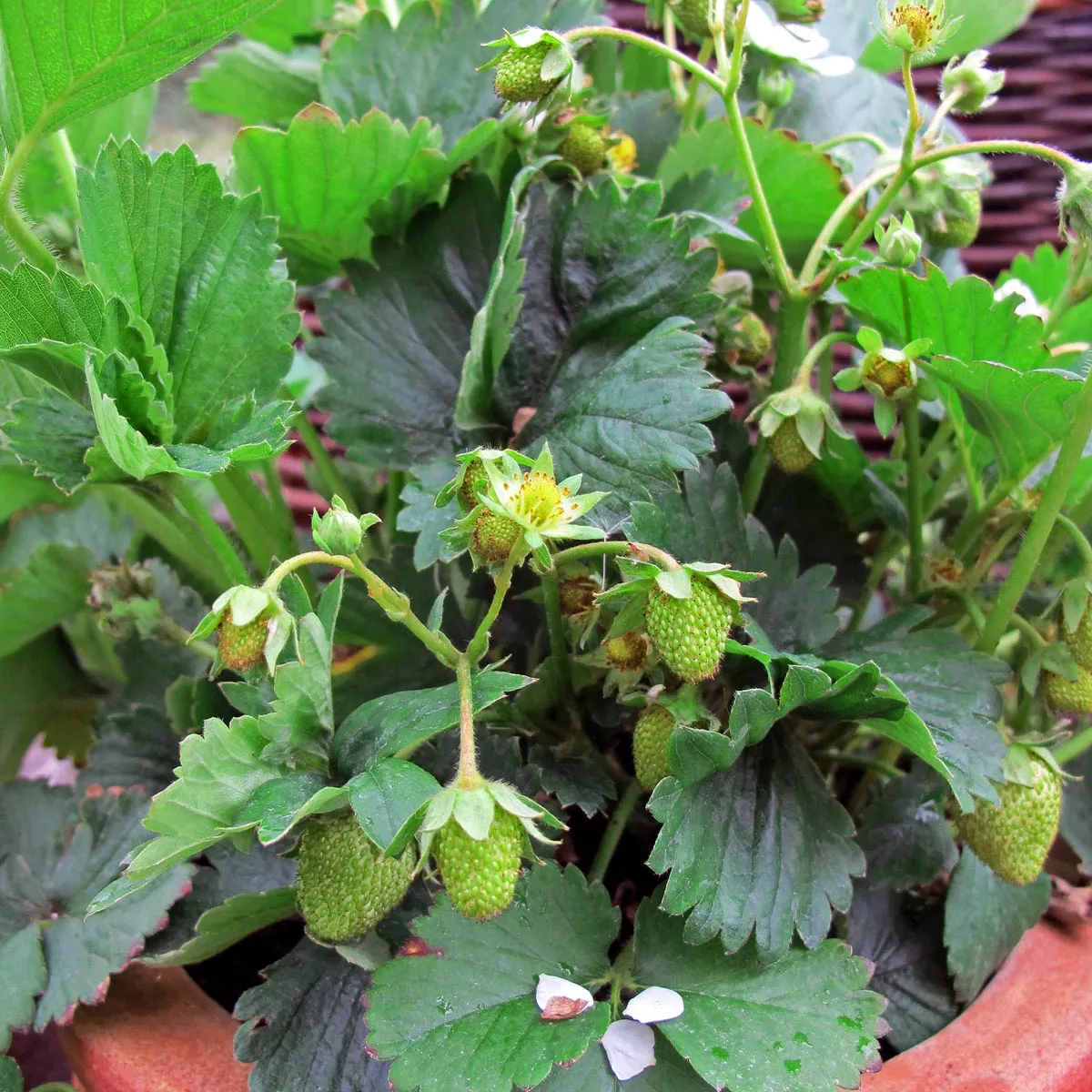 Monatserdbeere 'Rügen' (Fragaria vesca var. semperflorens) Samen