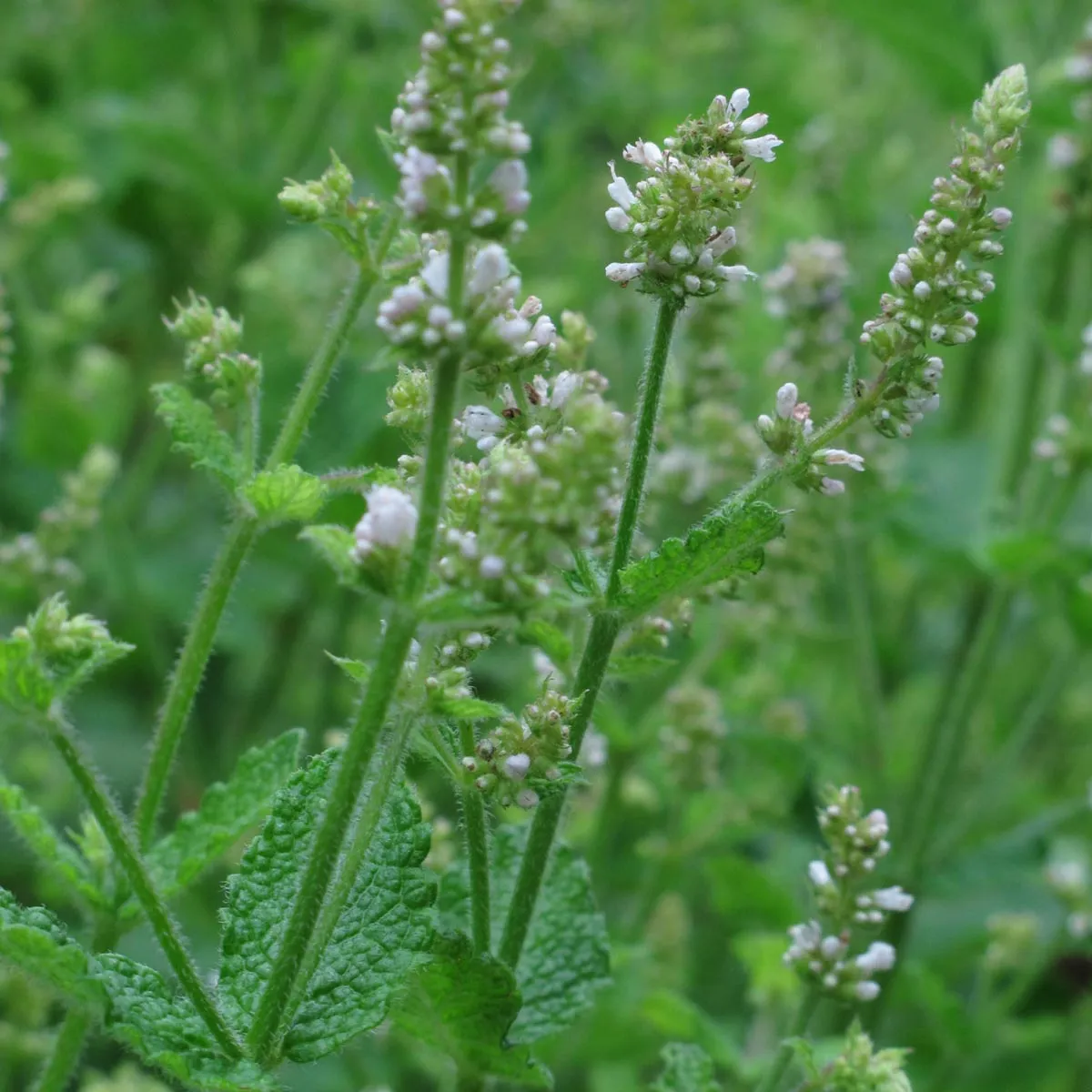 Rundblättrige Minze / Apfelminze (Mentha suaveolens) Bio Saatgut