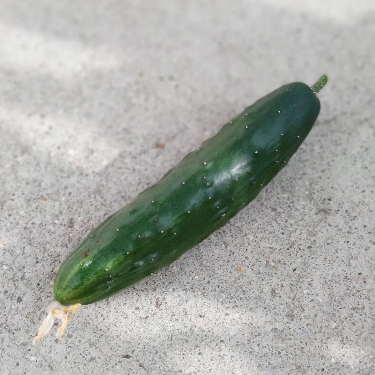 Gurke 'Marketmore’ (Cucumis sativus) Samen