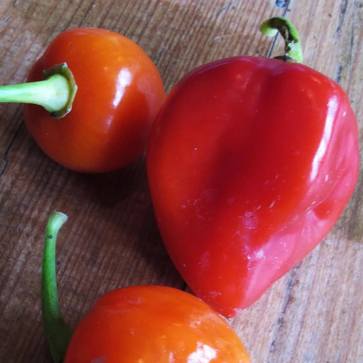'Caribbean Red' Habanero (Capsicum chinense) Chilis Samen