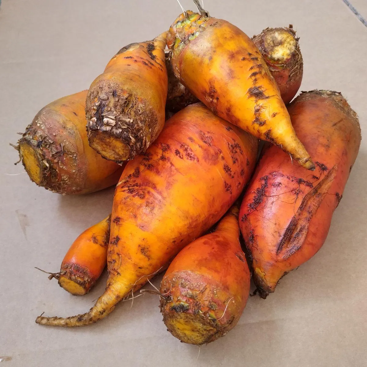 Runkelrübe / Futterrübe 'Brigadier' (Beta vulgaris var. rapacea) Samen