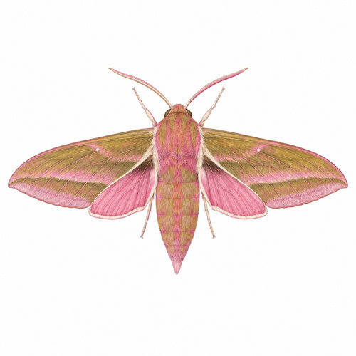 Illustration des Mittleren Weinschwärmers (Deilephila elpenor)