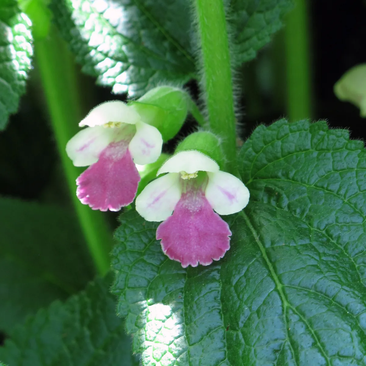 Immenblatt (Melittis melissophyllum) Samen