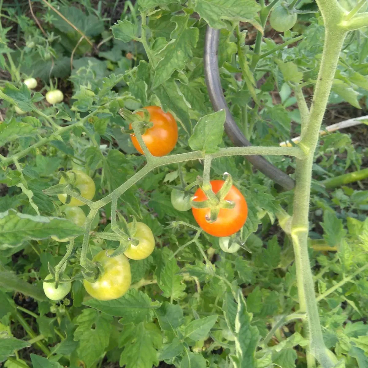 Buschtomate 'Ida Gold' (Solanum lycopersicum) Samen