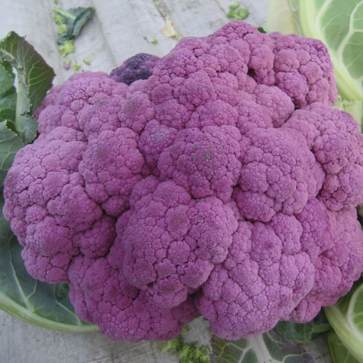 Violetter Blumenkohl 'Violetta di Sicilia' (Brassica oleracea var. botrytis) Samen