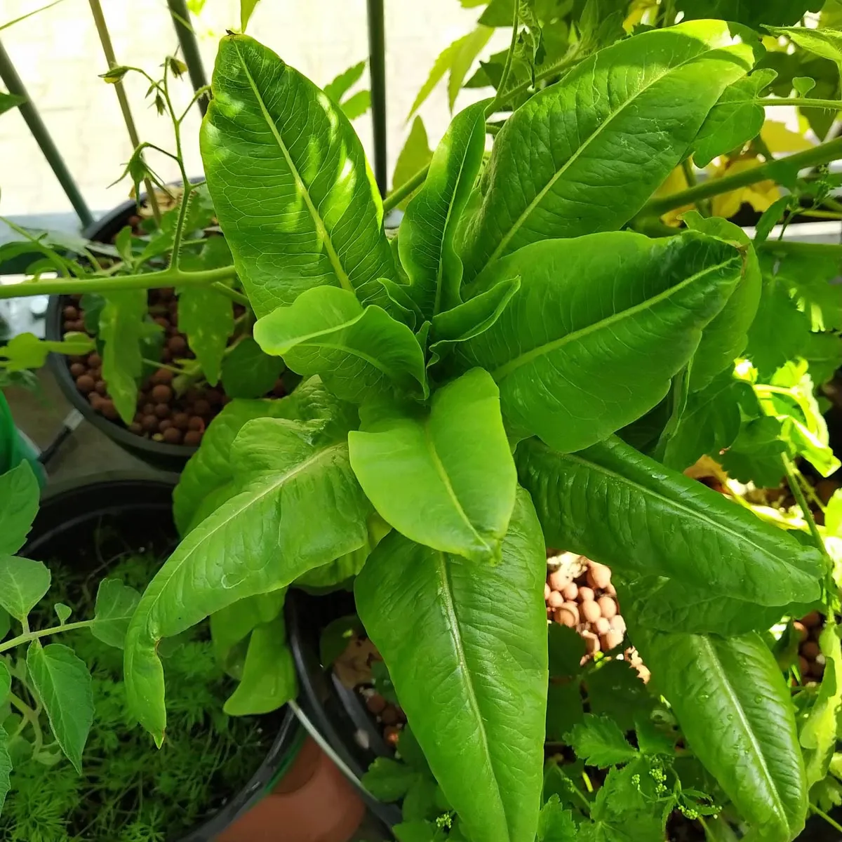 Romanasalat 'Rehzunge' (Lactuca sativa) Bio Saatgut