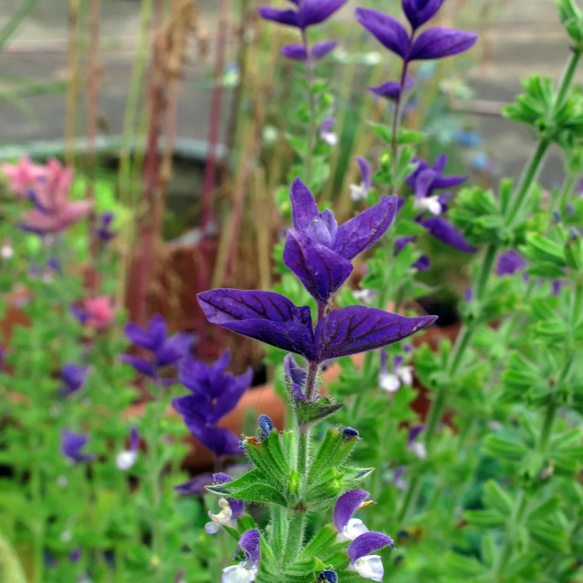 Schopfsalbei / Buntschopfsalbei (Salvia viridis) Samen