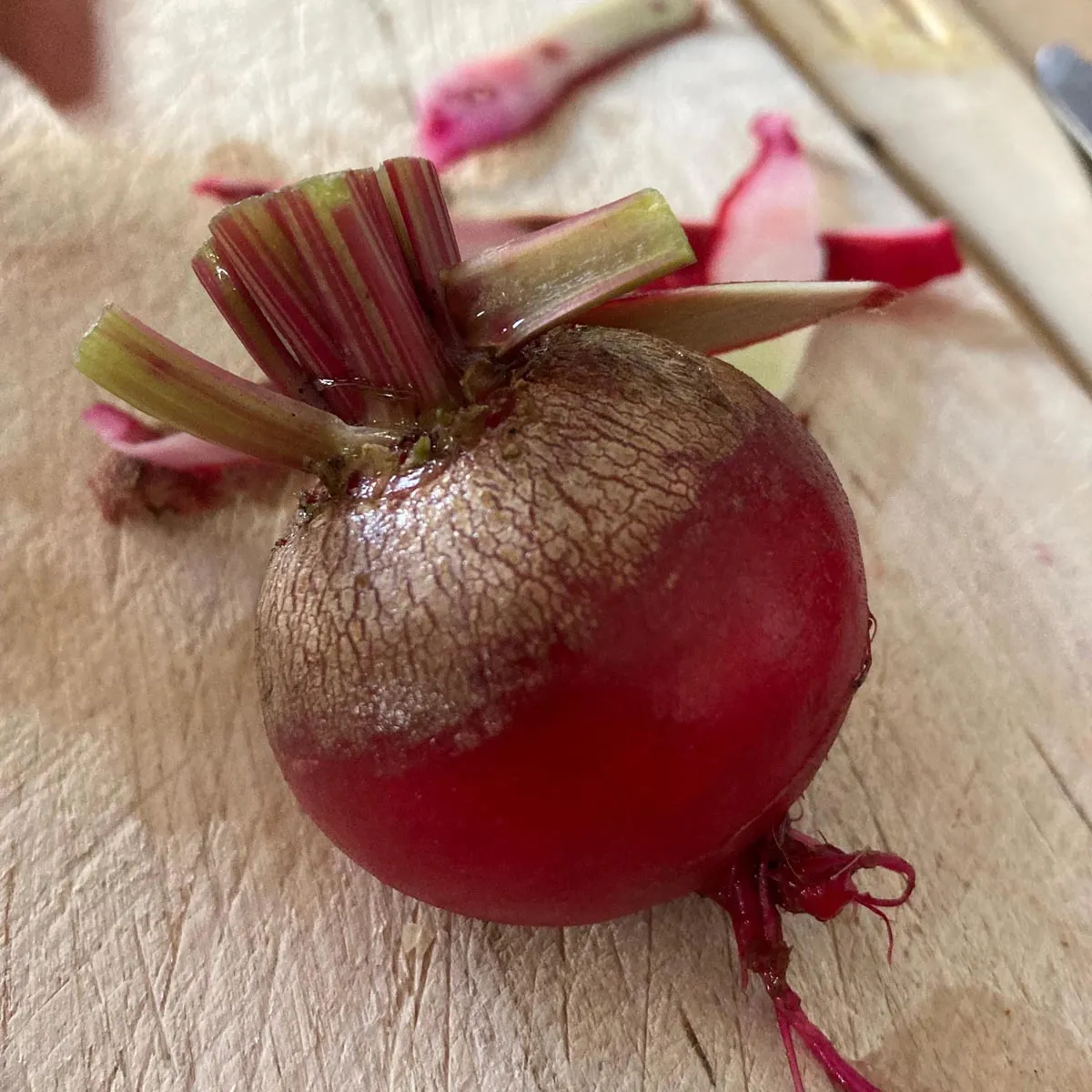 Rote Bete 'Tonda di Chioggia' (Beta vulgaris) Samen