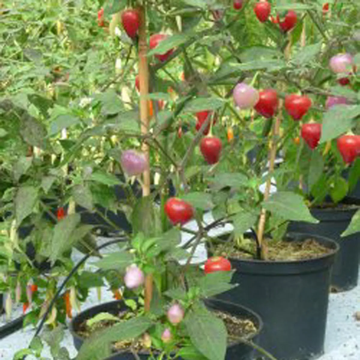 Chili 'Pimenta Barra Do Ribeiro' (Capsicum baccatum) Samen