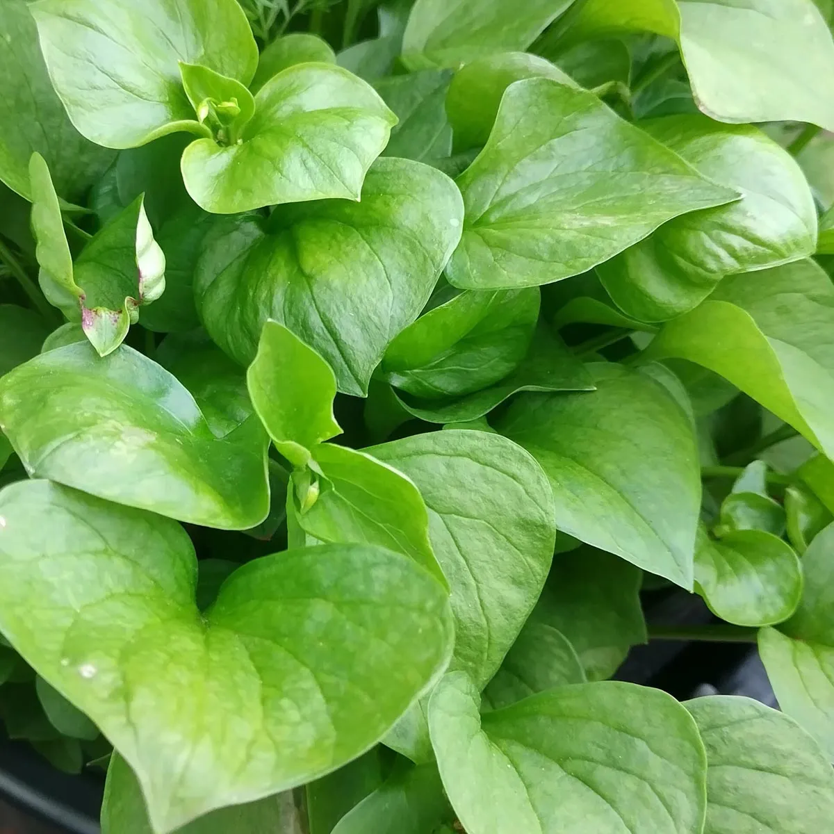 Sibirisches Tellerkraut (Montia sibirica) Samen