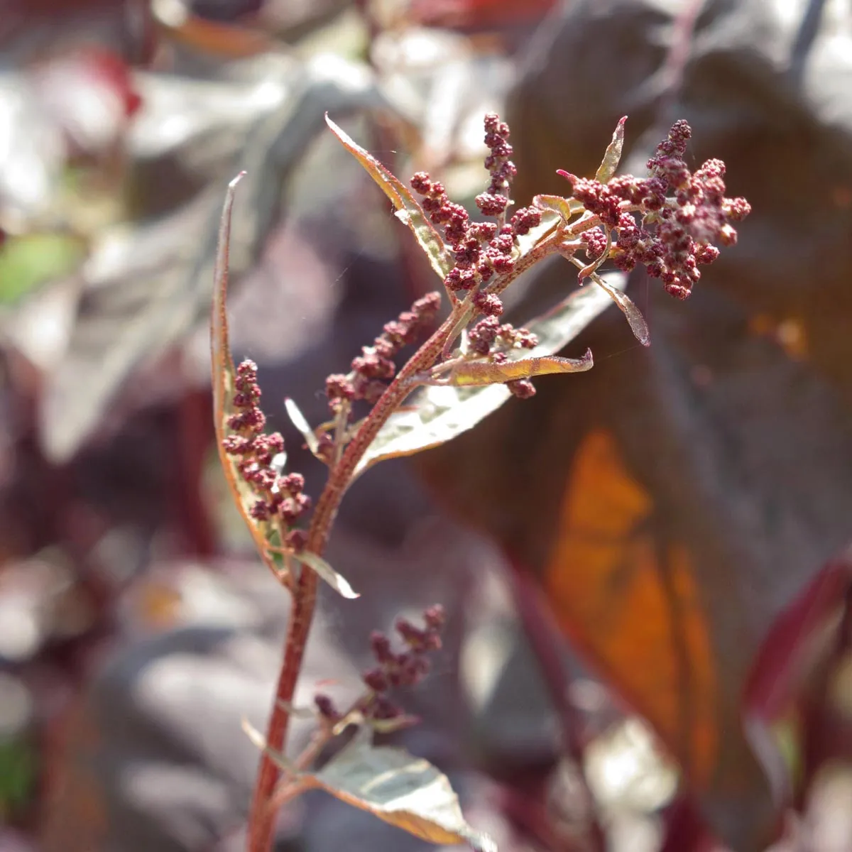 Rote Gartenmelde (Atriplex hortensis) Bio Saatgut