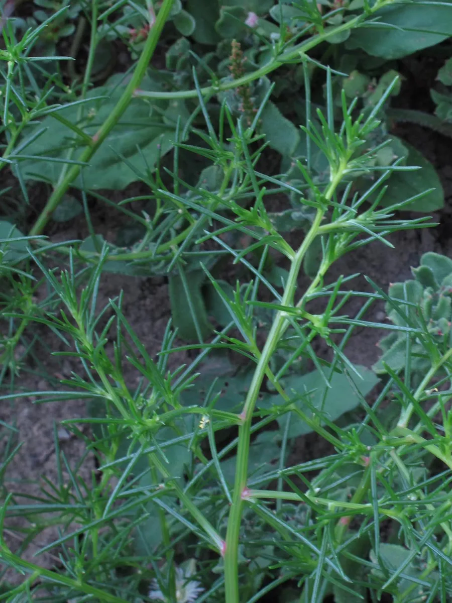Agretti / Mönchsbart (Salsola soda) Samen