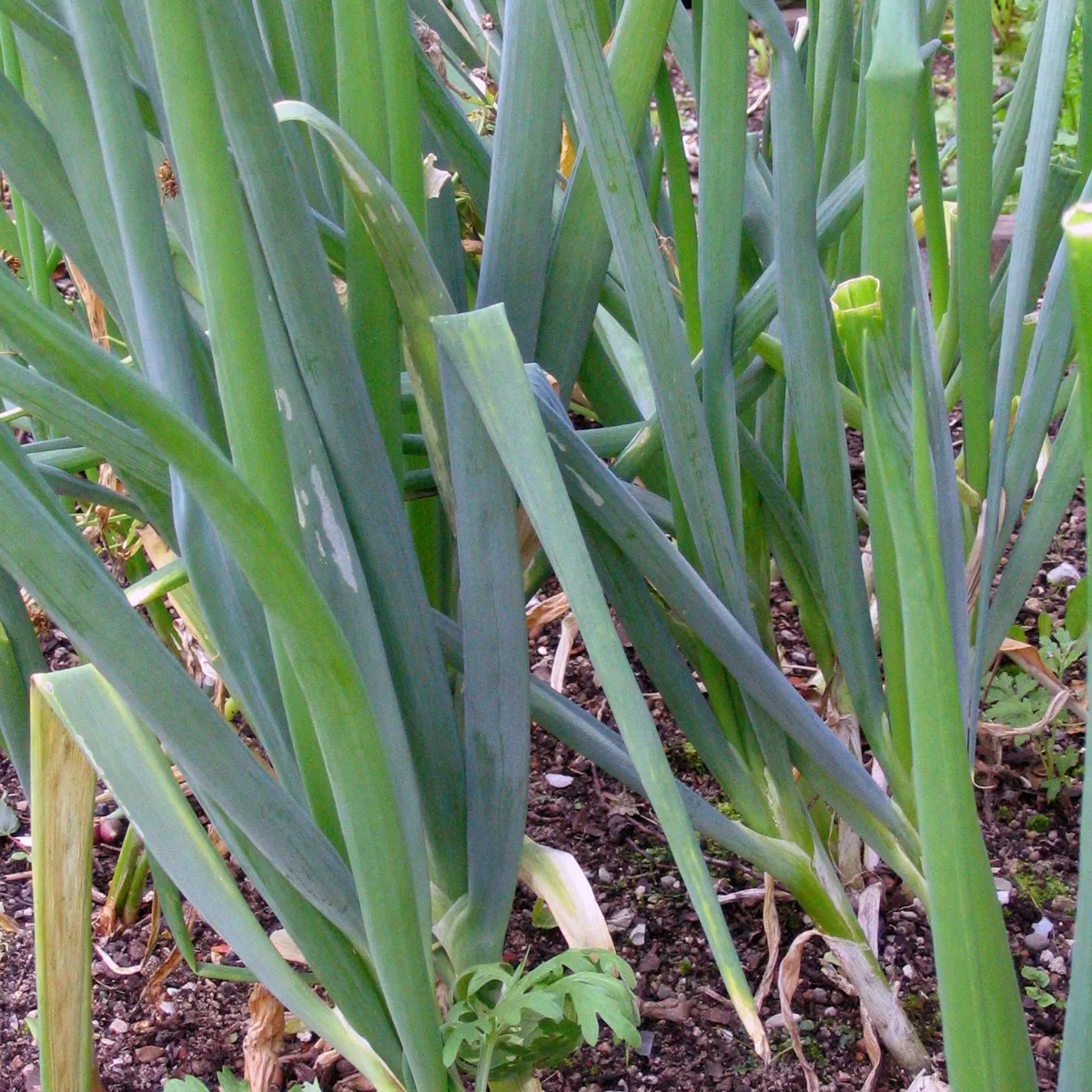 Lauchzwiebel 'White Lisbon' (Allium cepa) Samen