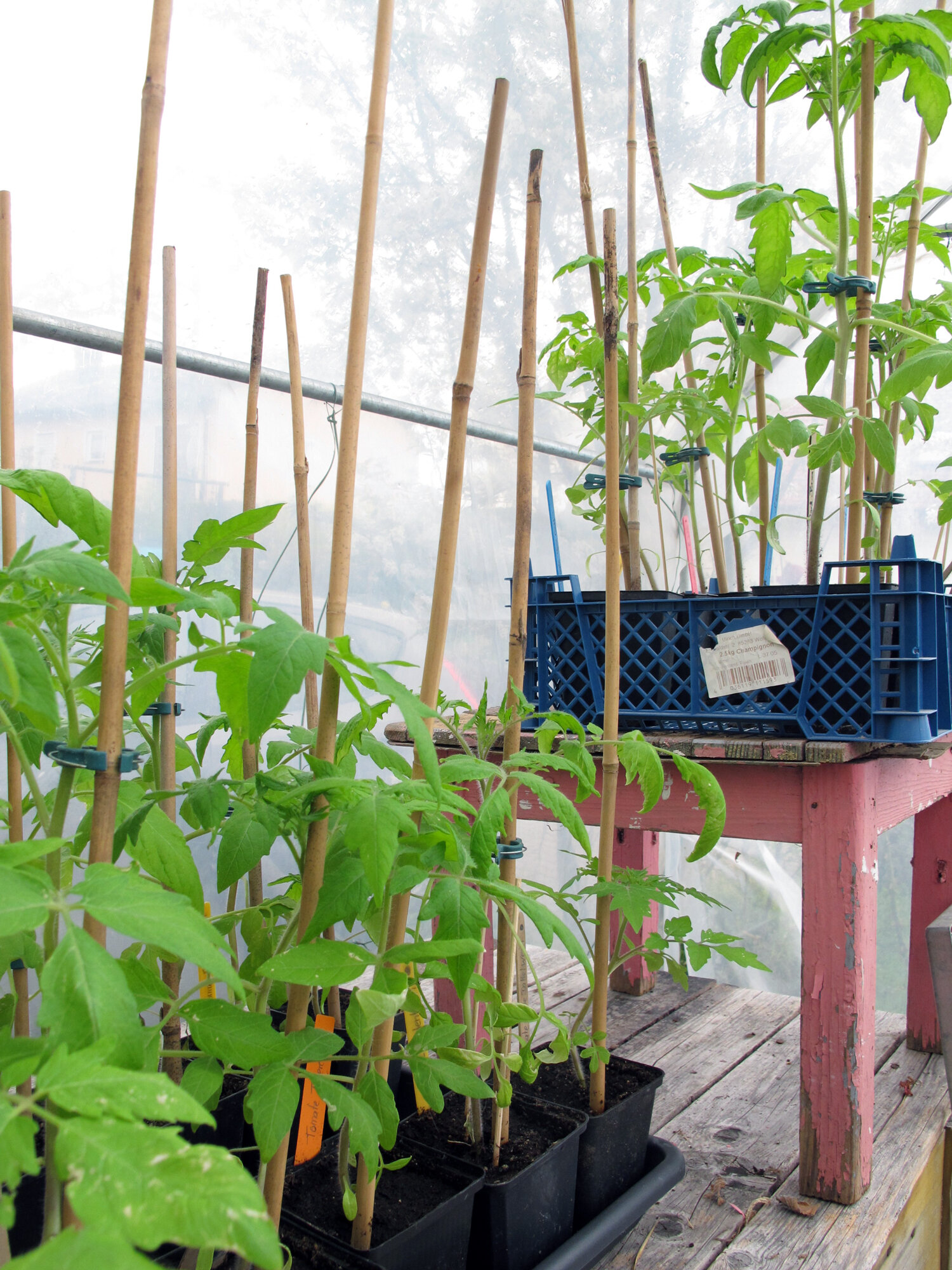 Tomaten-Jungpflanzen