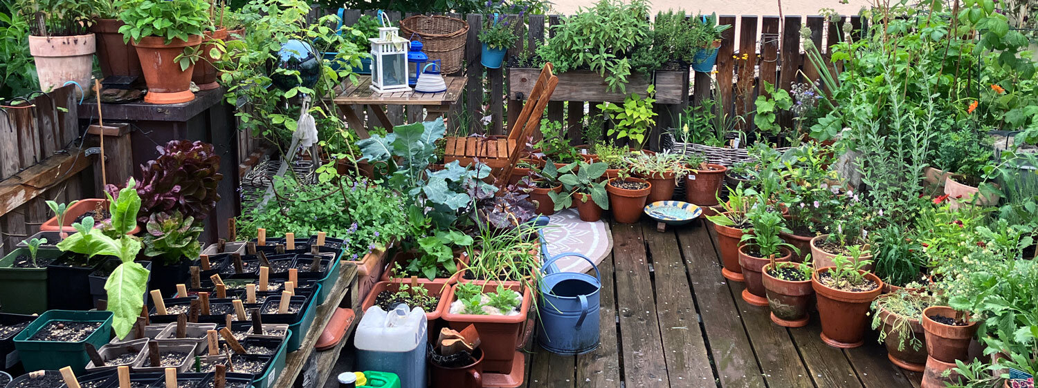 Urbane Wildnis am Balkon