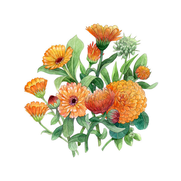Ringelblumen