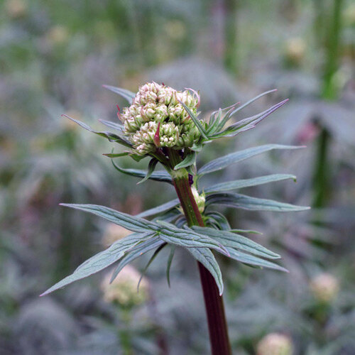 Blütenknospen des Echten Baldrians (Valeriana officinalis) am rötlichen Stängel