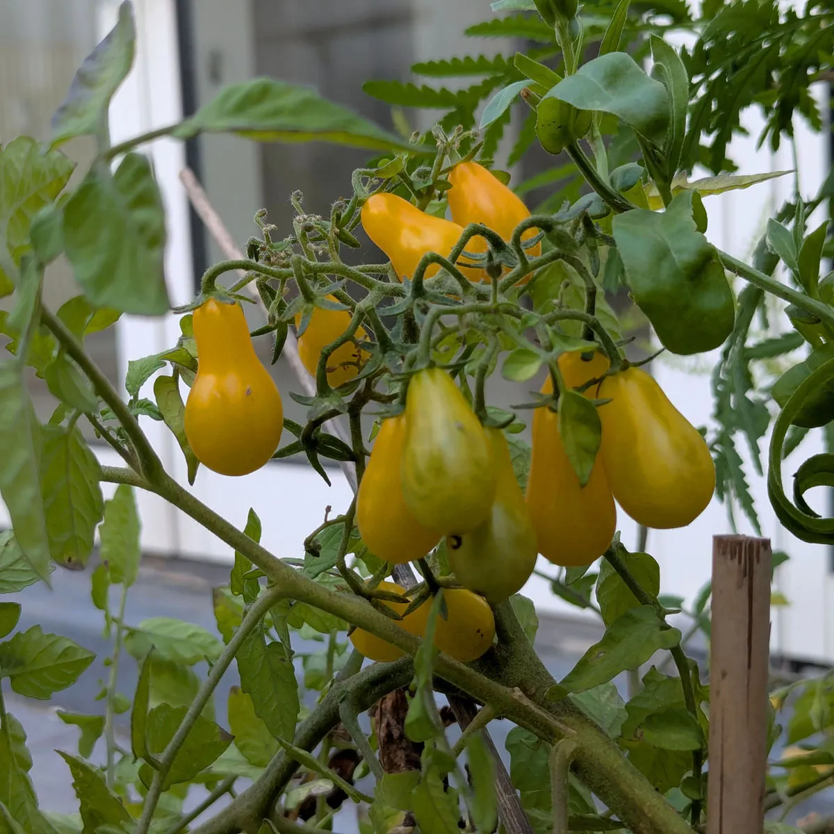 Tomate 'Dattelwein' (Solanum lycopersicum) Samen