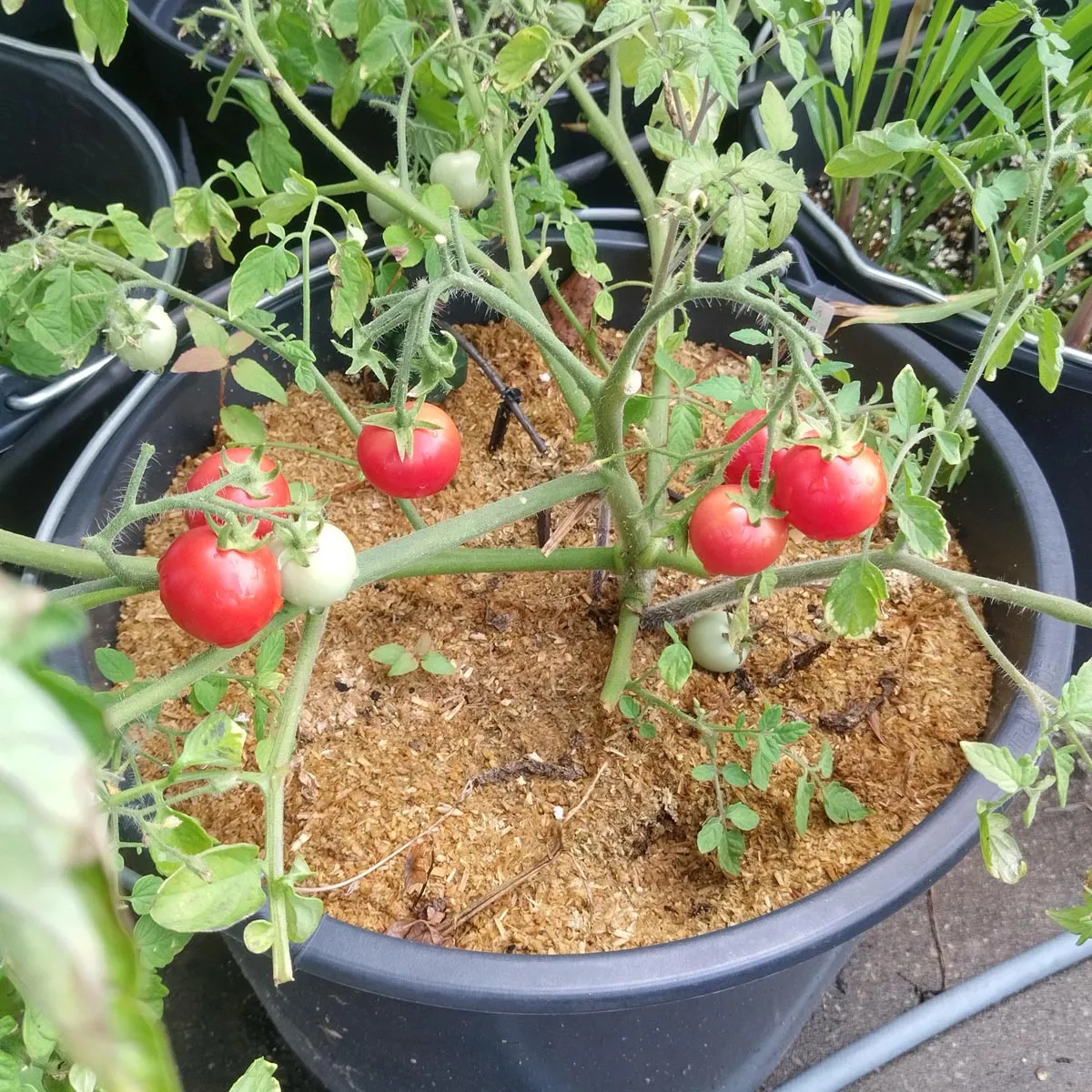 Tomate 'Gartenperle' (Solanum lycopersicum) Samen