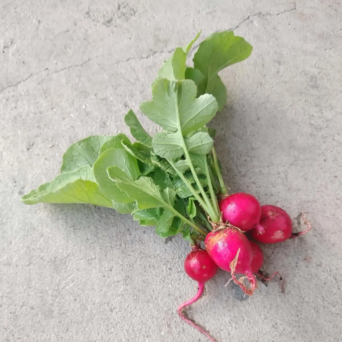 Radieschen 'Cherry Bell' (Raphanus sativus) Bio Saatgut