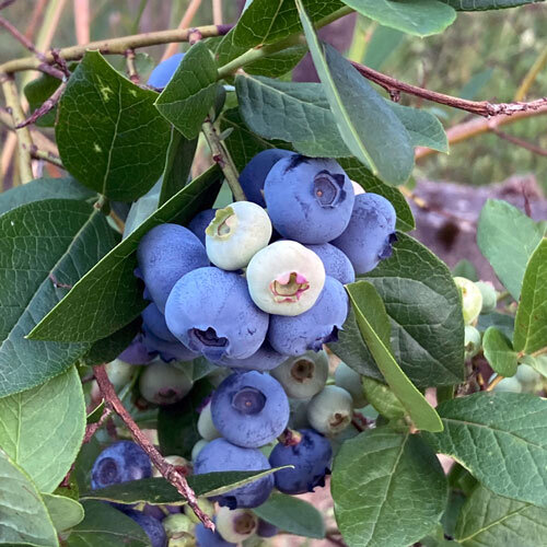 Kulturheidelbeere (Vaccinium corymbosum) mit reifen blauen und unreifen hellen Beeren