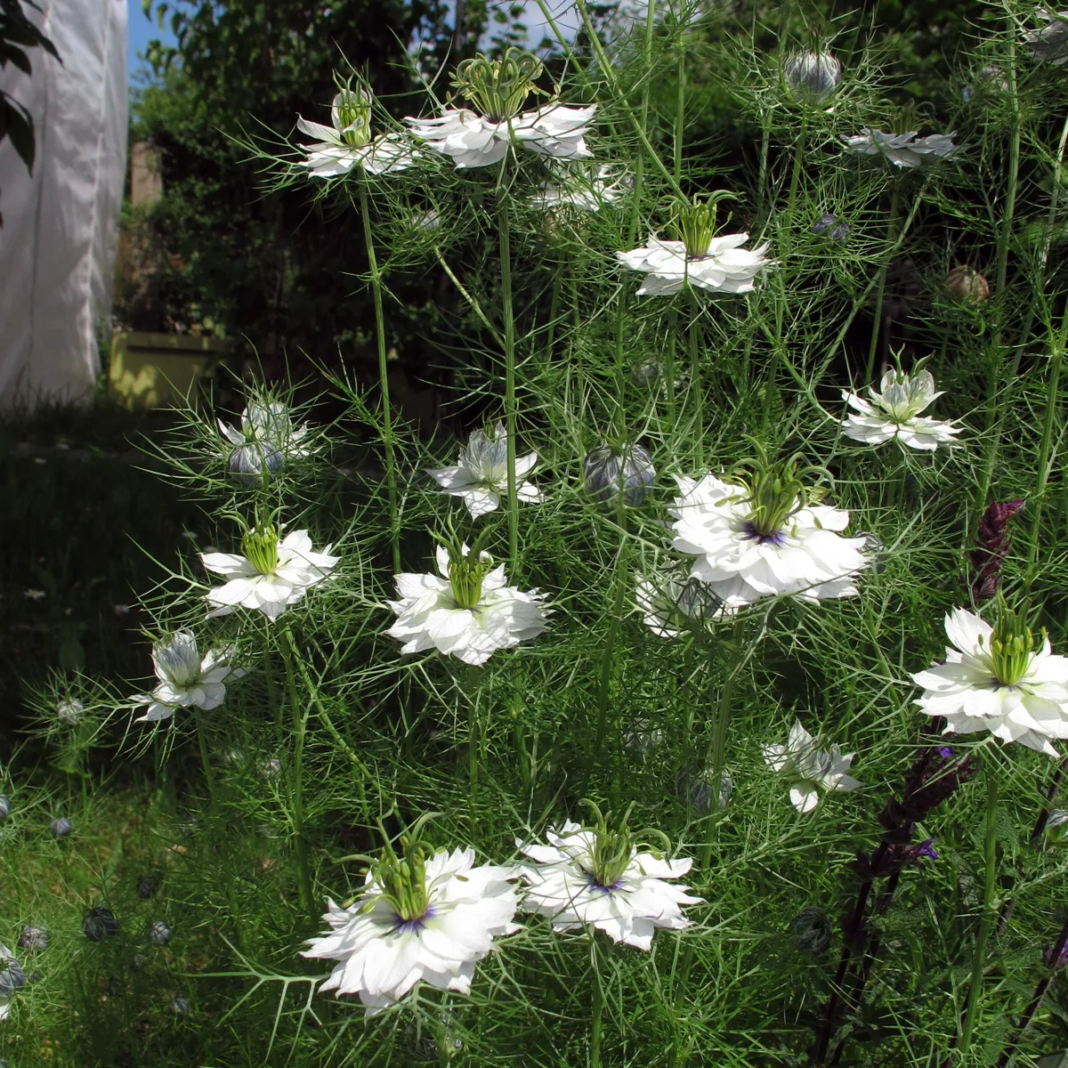 Weiße Jungfer im Grünen 'Miss Jekyll White' (Nigella damascena) Samen