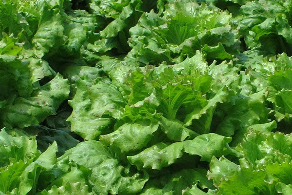 Salat im Beet