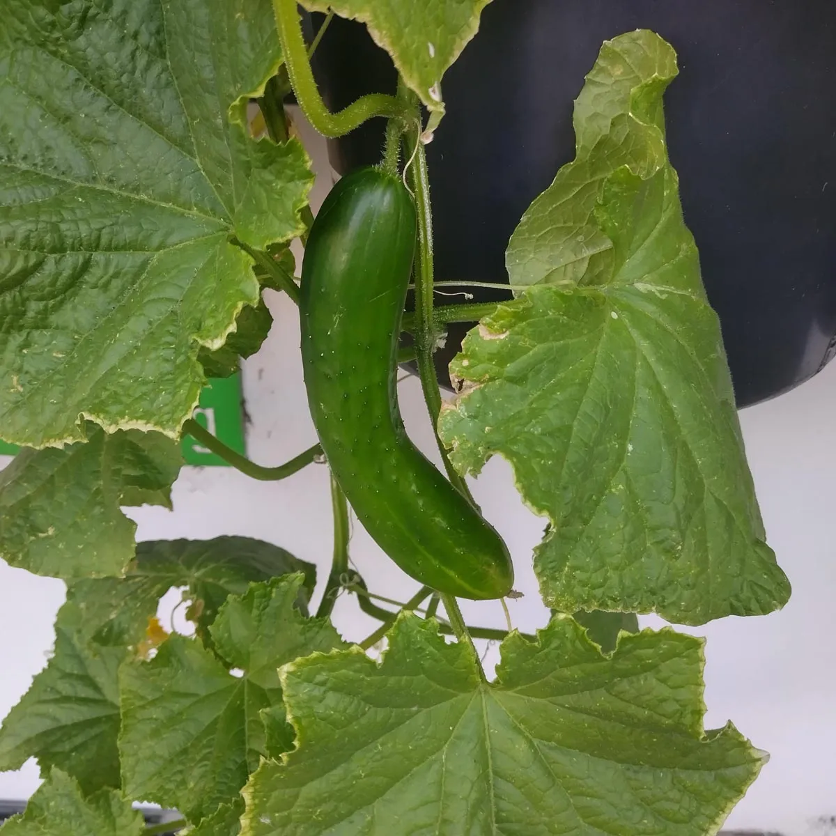 Salatgurken 'Tanja' (Cucumis sativus) Bio Saatgut