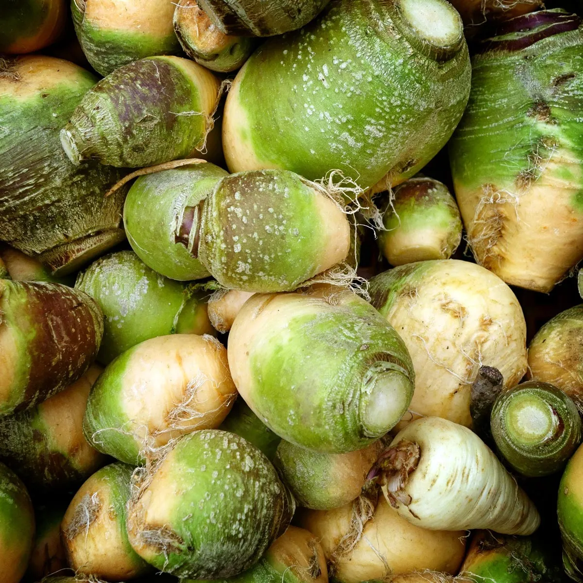 Kohlrübe 'Gelbe aus Friesland' (Brassica napus subsp. rapifera) Bio Saatgut
