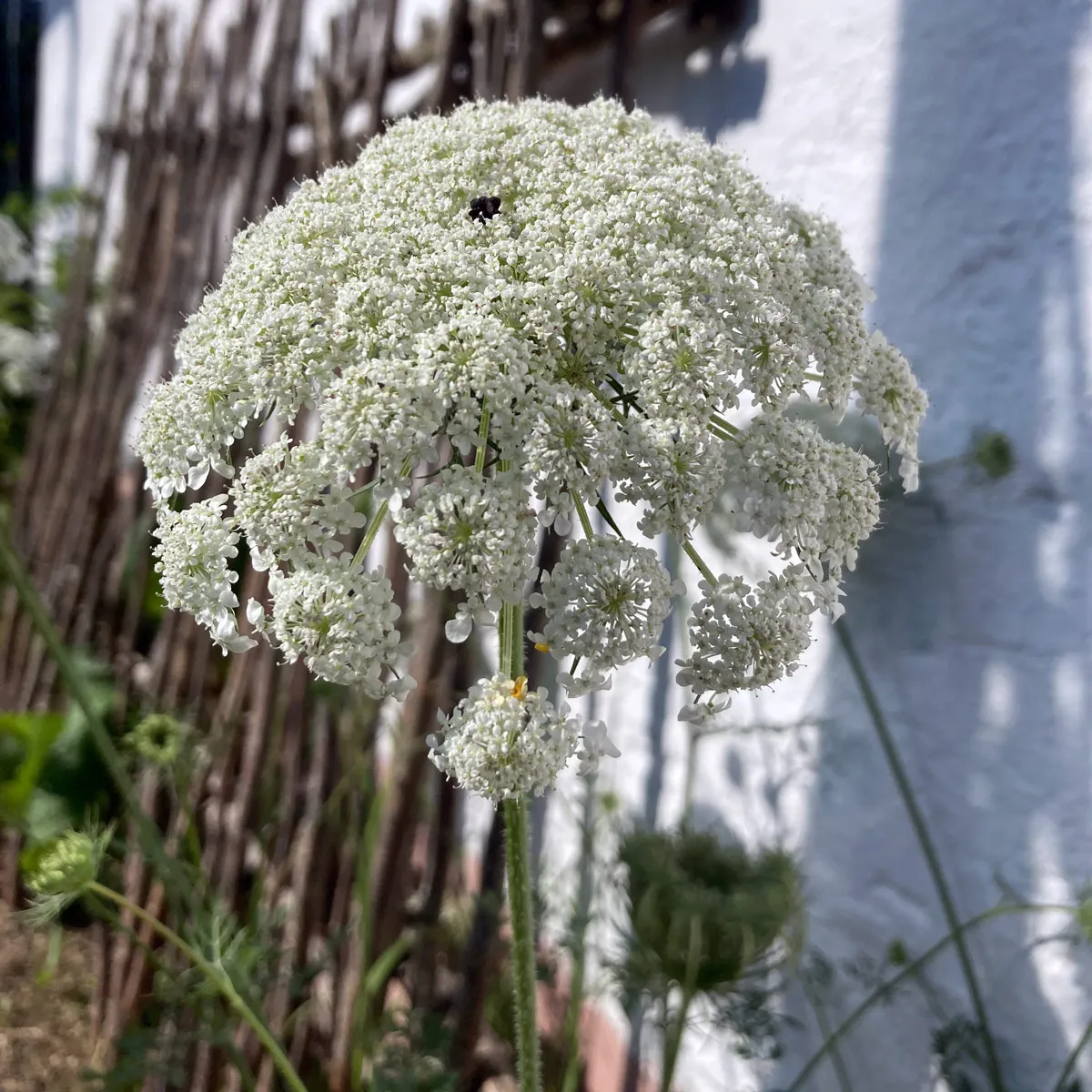 Wilde Möhre (Daucus carota ssp. carota) Bio Saatgut