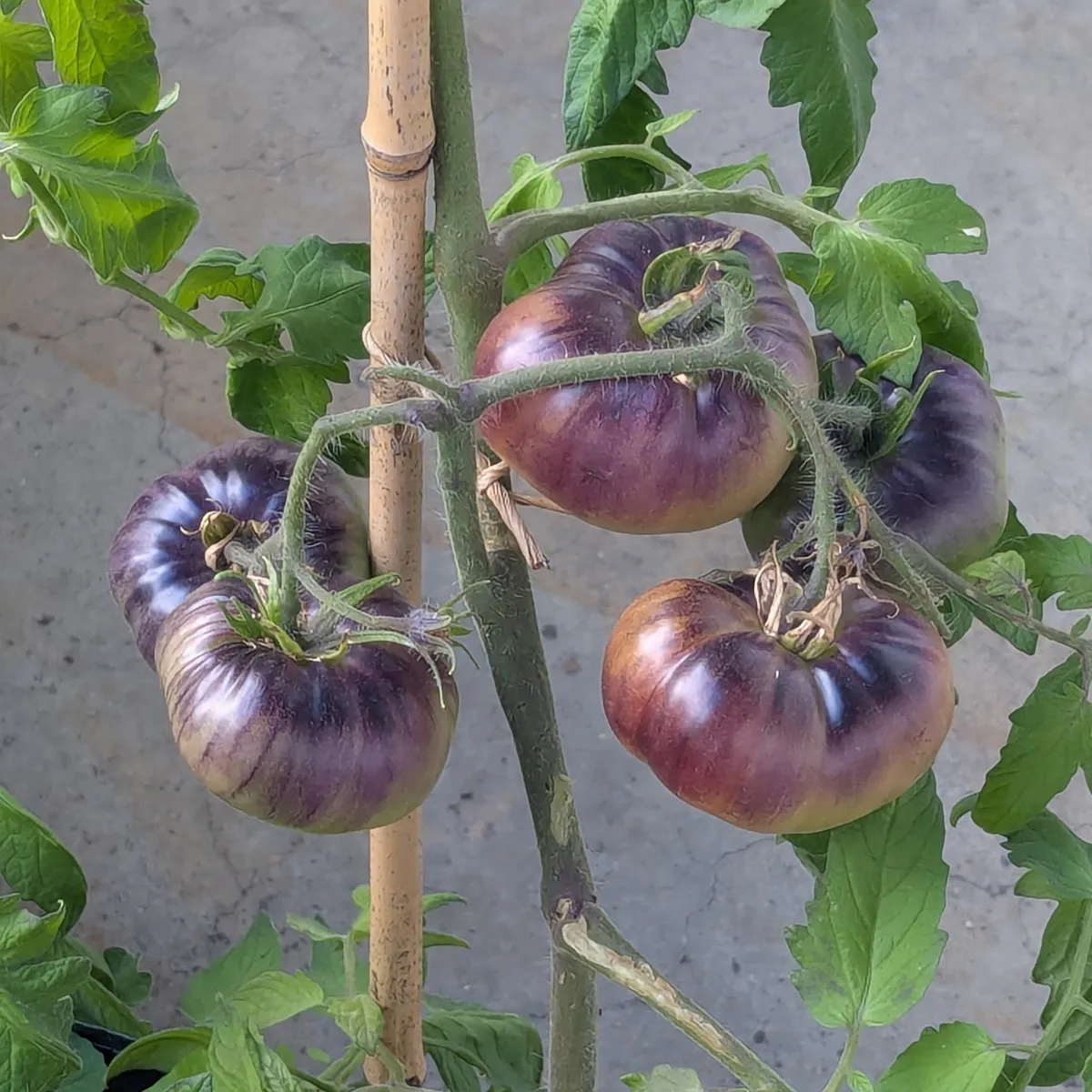 Fleischtomate 'Siberian Tiger' (Solanum lycopersicum) Samen