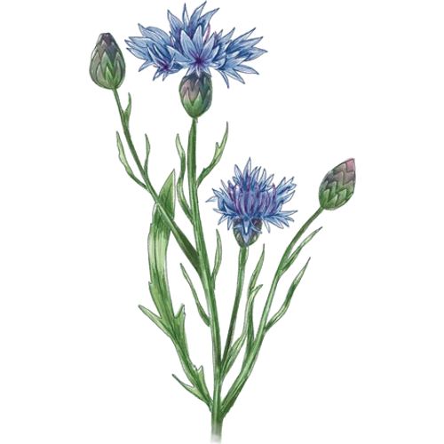 Kornblumen