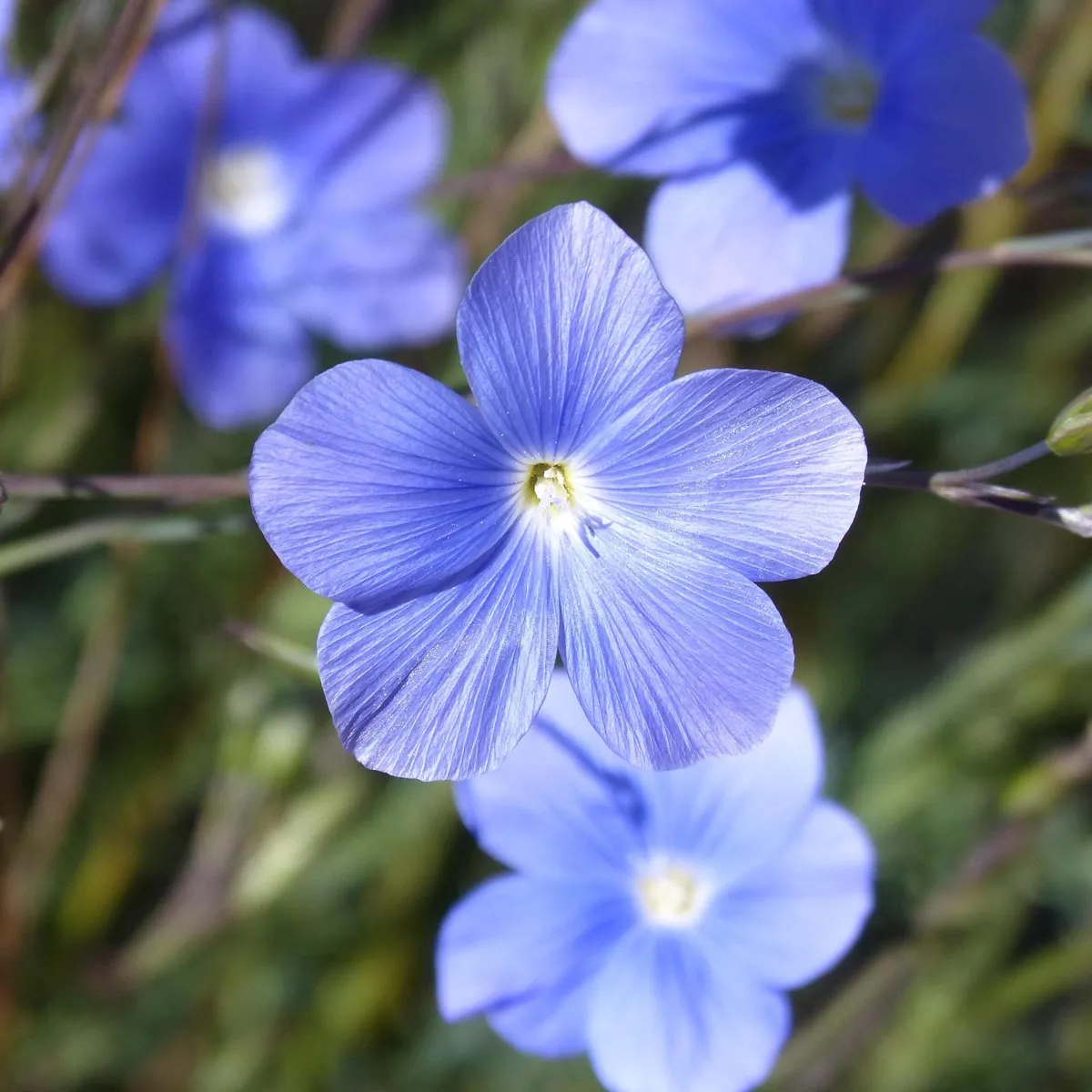 Wildblumen-Mischung (10g passend für ca. 5m² Fläche) Bio