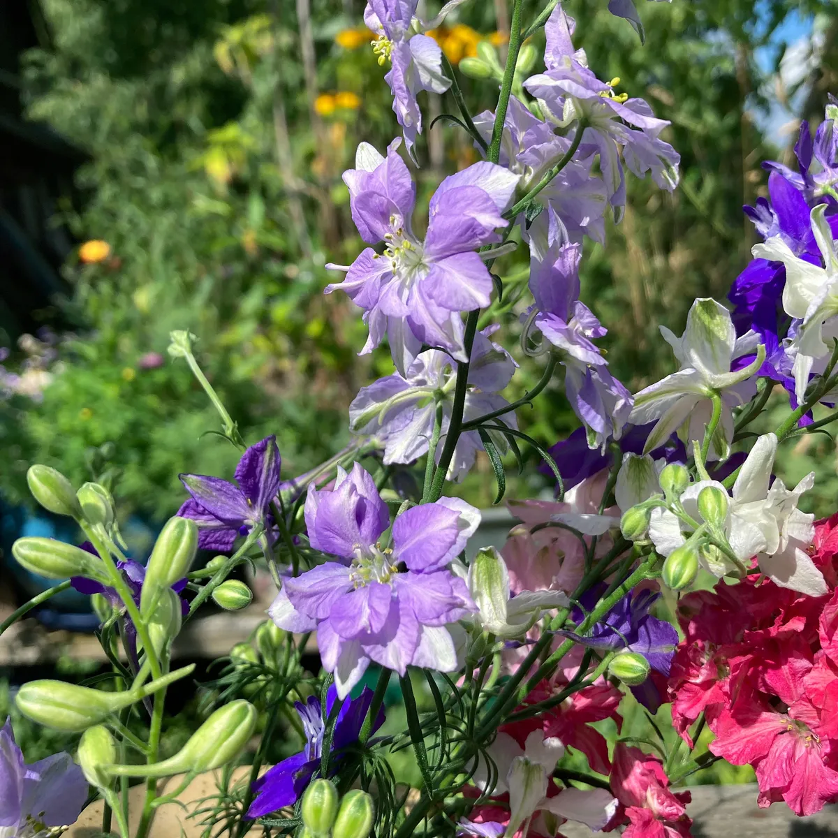 Blauer Feldrittersporn 'Blue Bell' (Consolida ajacis) Samen