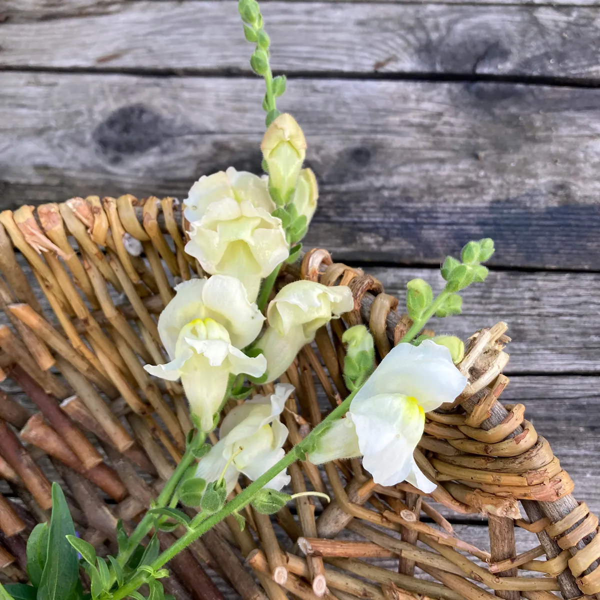 Weißes Löwenmäulchen 'Snowflake' (Antirrhinum majus) Samen