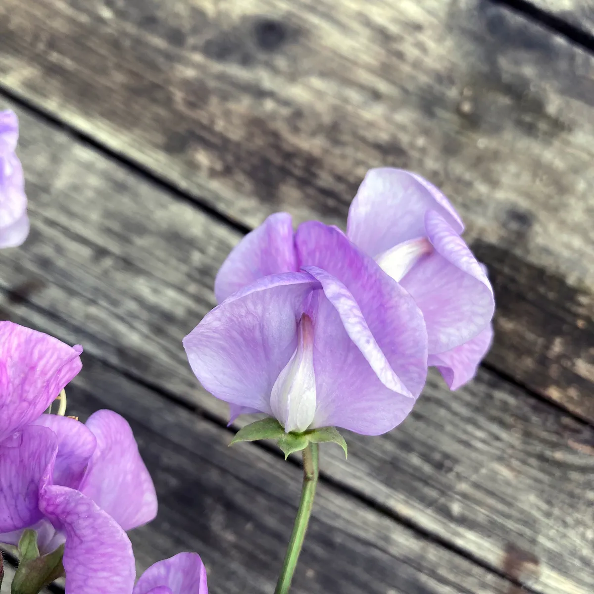 Lavendelblaue Duftwicke 'Lady Grisel Hamilton' (Lathyrus odoratus) Samen