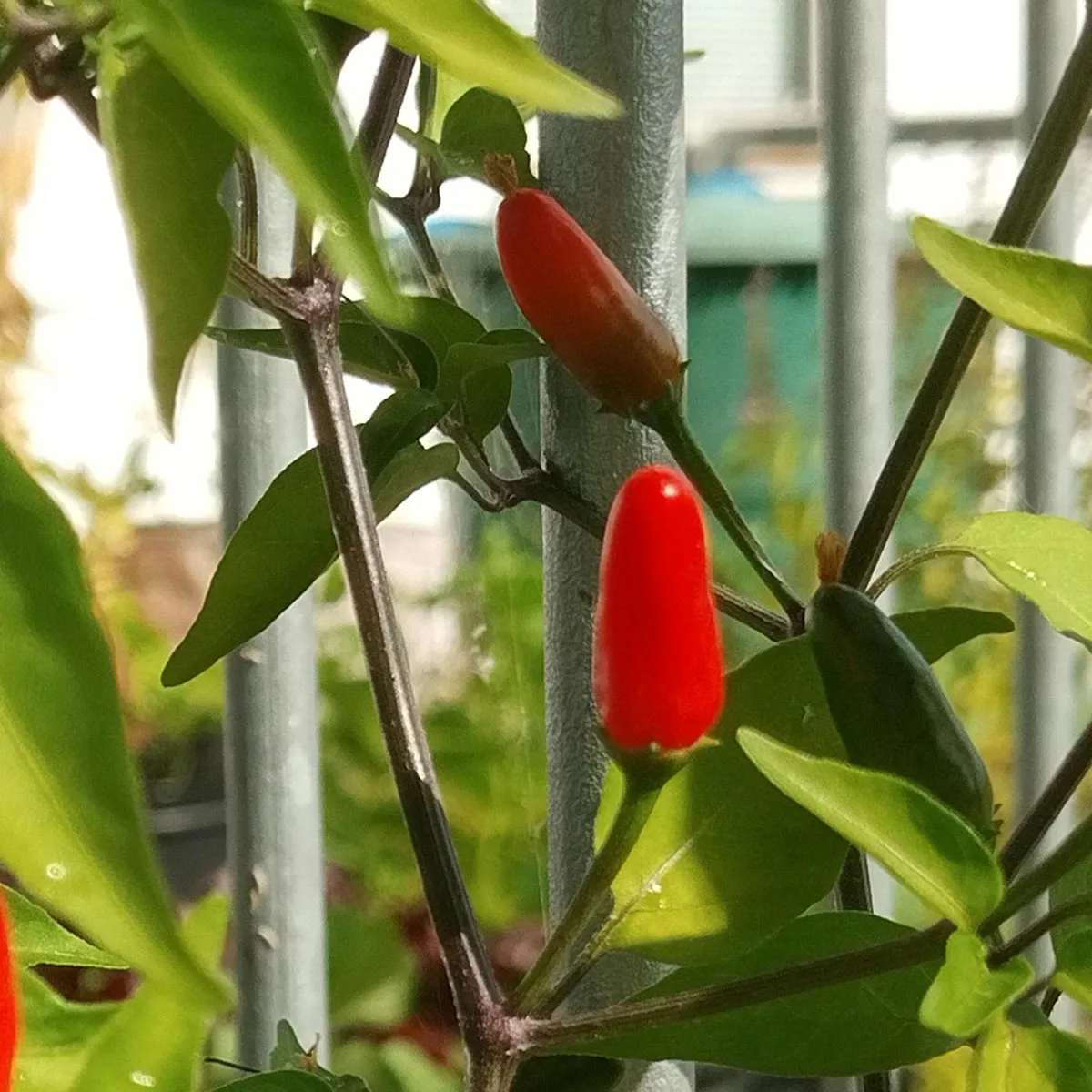 Wildchili 'Chacoense' (Capsicum chacoense) Samen