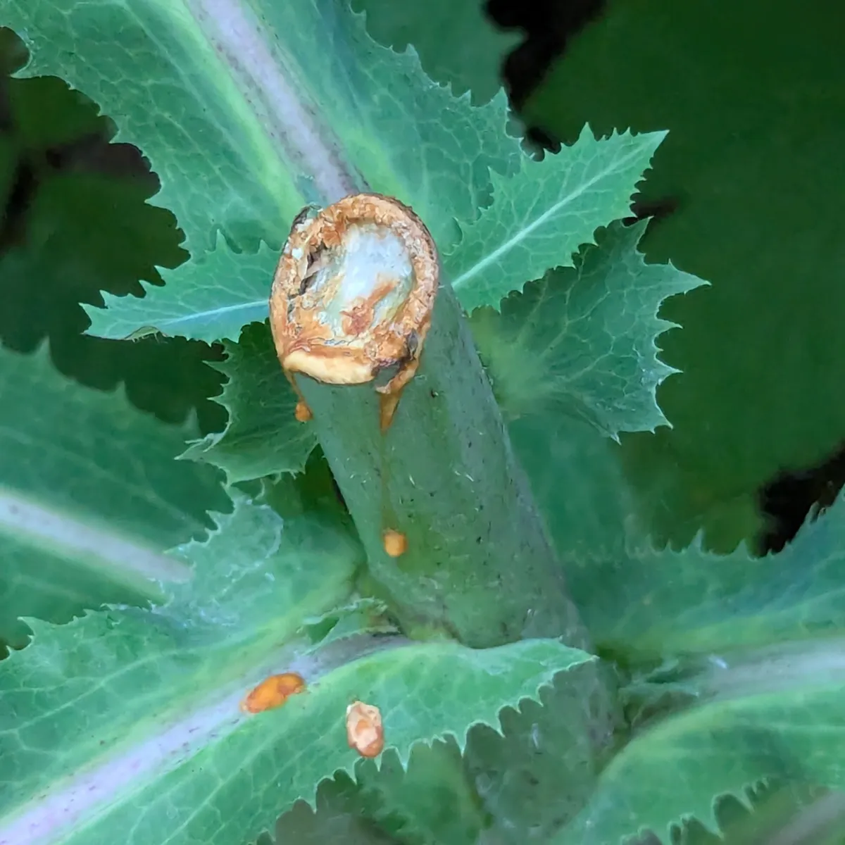 Giftlattich (Lactuca virosa) Samen