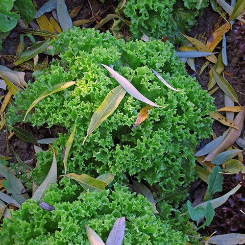 Krauser Endiviensalat im Herbstbeet zwischen Falllaub
