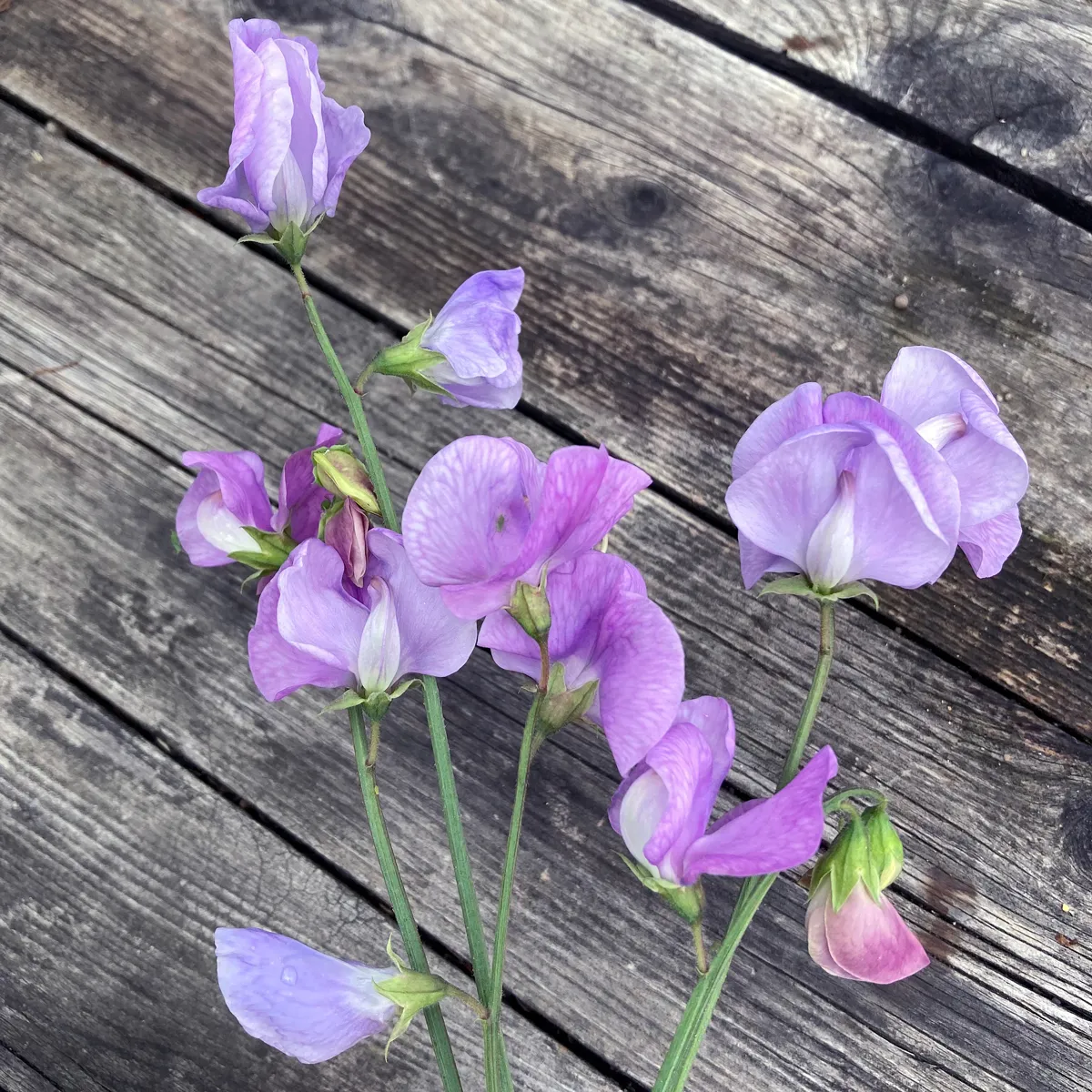 Lavendelblaue Duftwicke 'Lady Grisel Hamilton' (Lathyrus odoratus) Samen