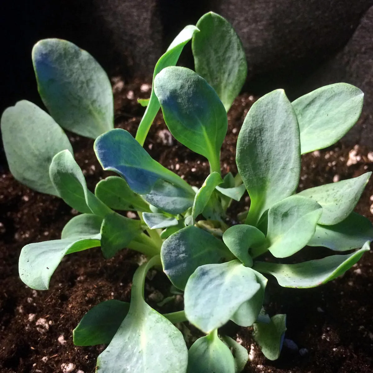 Austernpflanze (Mertensia maritima) Samen
