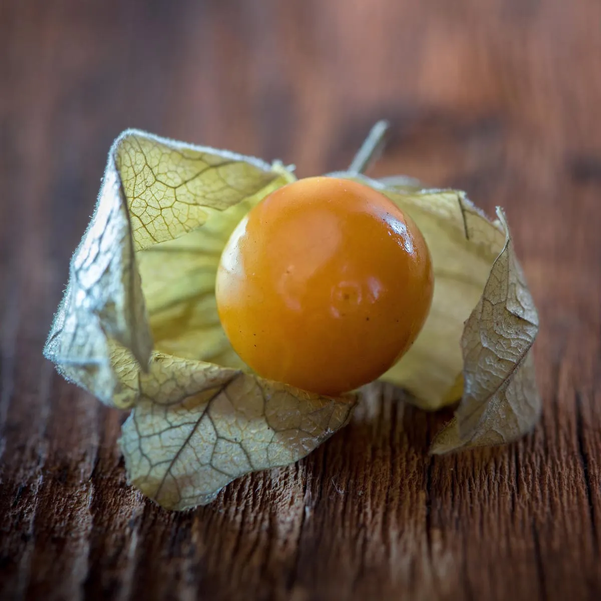 Andenbeere / Kapstachelbeere (Physalis peruviana) Samen