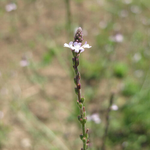 Blütenähre von Echtem Eisenkraut (Verbena officinalis) mit kleinen hellvioletten Blüten