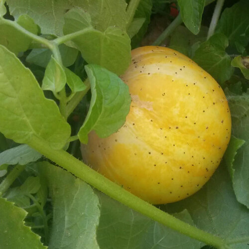 Apfelgurke (Cucumis sativus) mit runder, hellgelber Frucht zwischen den Blättern