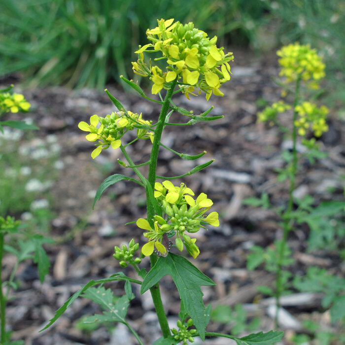 Gelbsenf / Weißer Senf (Sinapis alba) mit gelben Blüten