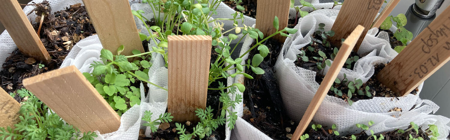 Aussaat in der Rolle: Jungpflanzen in gerolltem Vlies mit Holzschildern